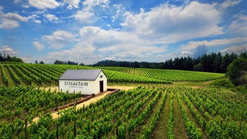 Trisaetum Wine Stewardship