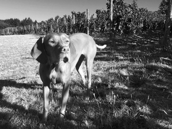 our winery dog