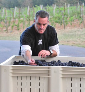 fruit sorting at trisaetum