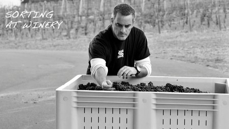 fruit sorting at trisaetum